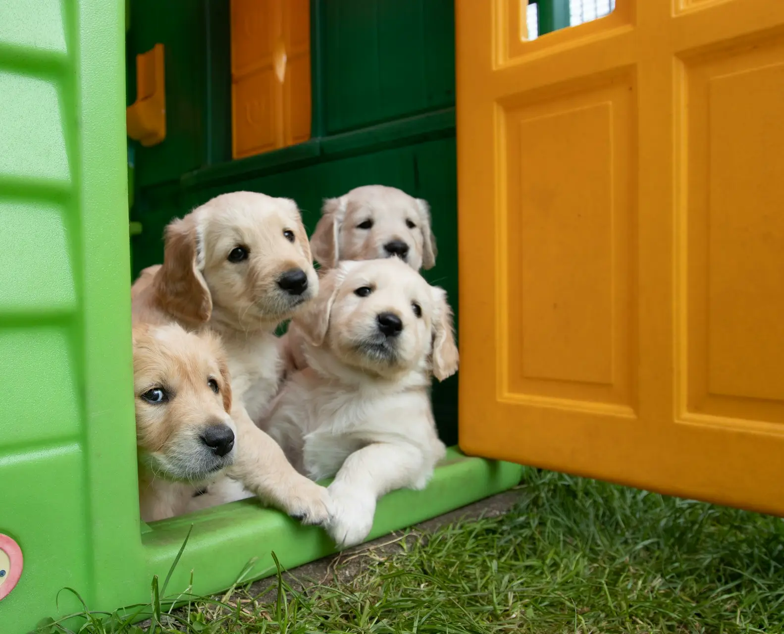 yellow labrador puppies in green plastic container